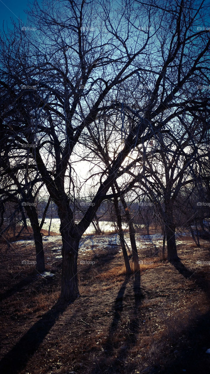 Bare Backlit Trees