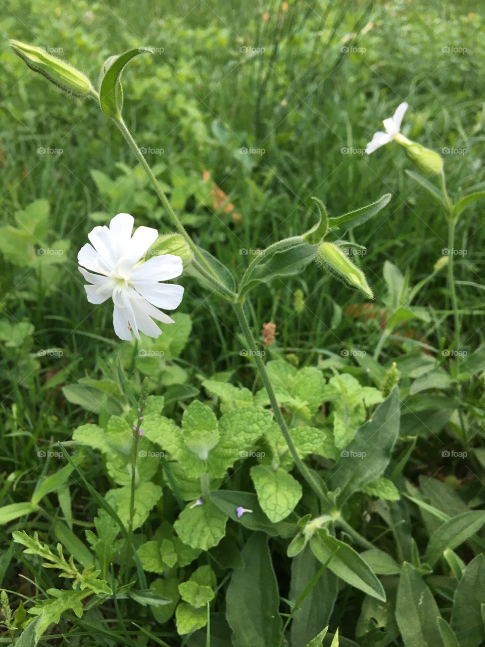 Meadow wild white flower 