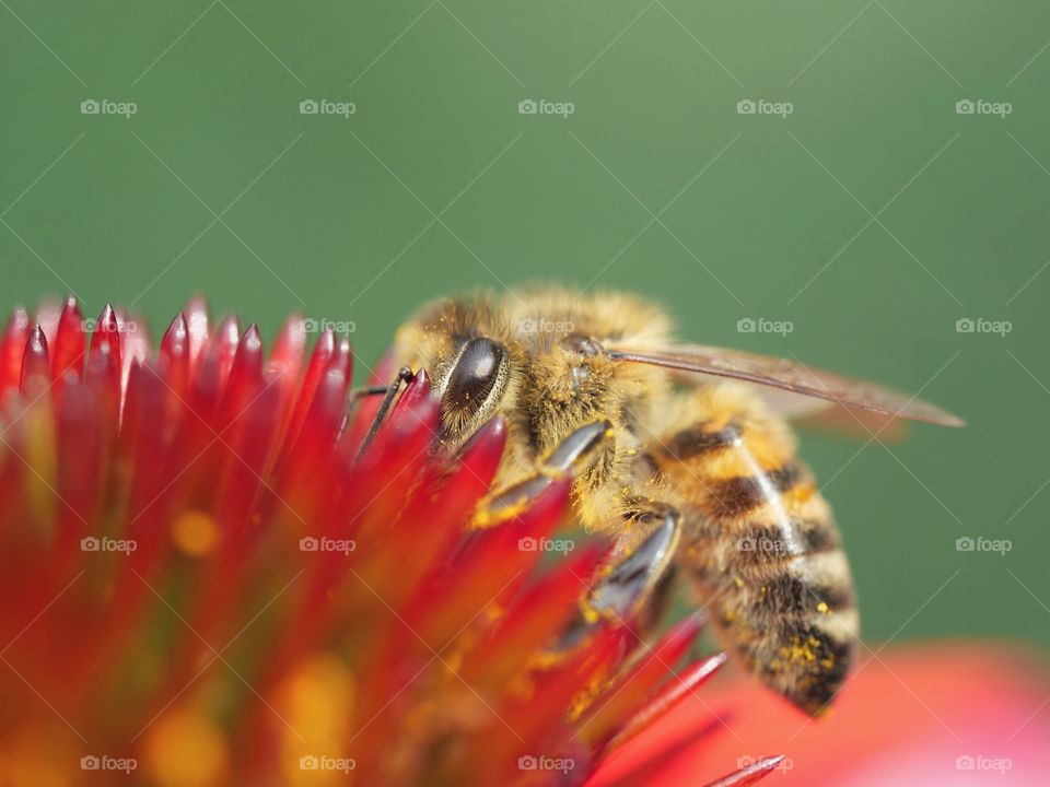 Honey bee searching for nectar