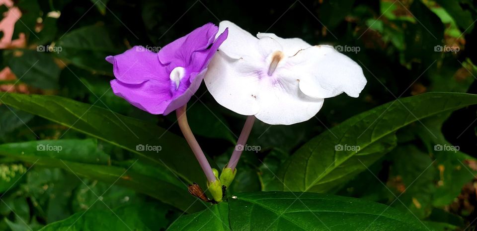 Brunfelsia pauciflora is a phanerogam species. It is a perennial shrub with white and lilac flowers, scented.  It is also known by its popular name "Jazmín del Paraguay" or "Azucena del Paraguay".  Important This photo was taken in Venezuela Maracay