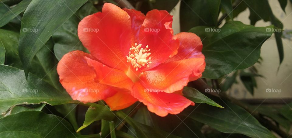 orange flower in the back yard look so contrast