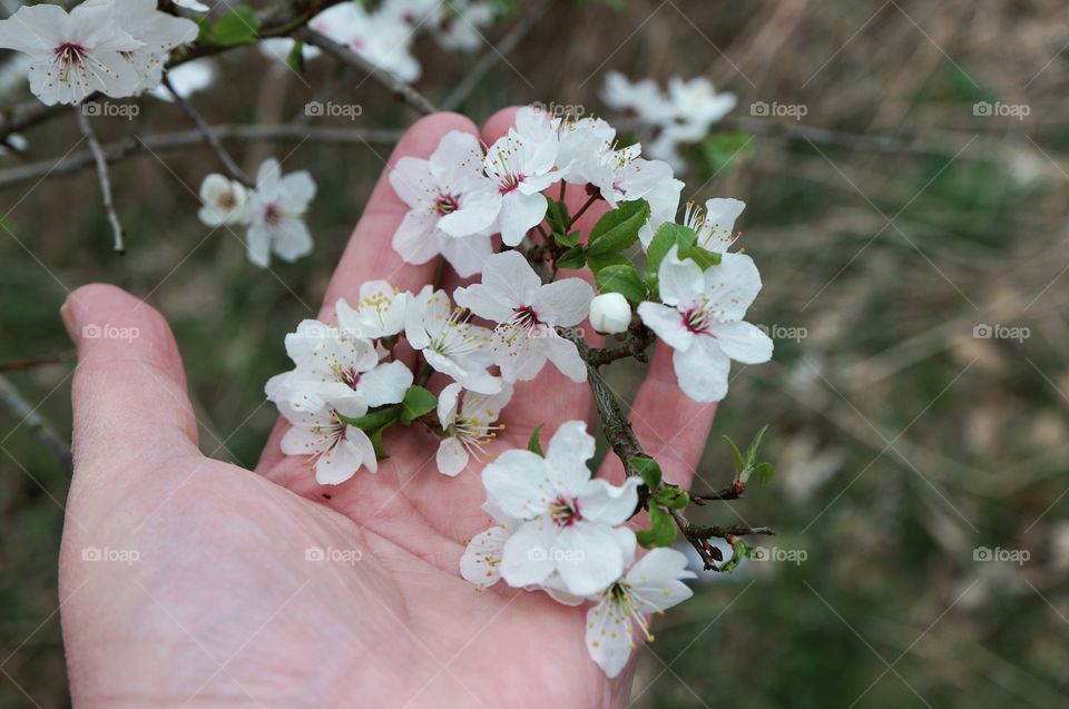 Flowers