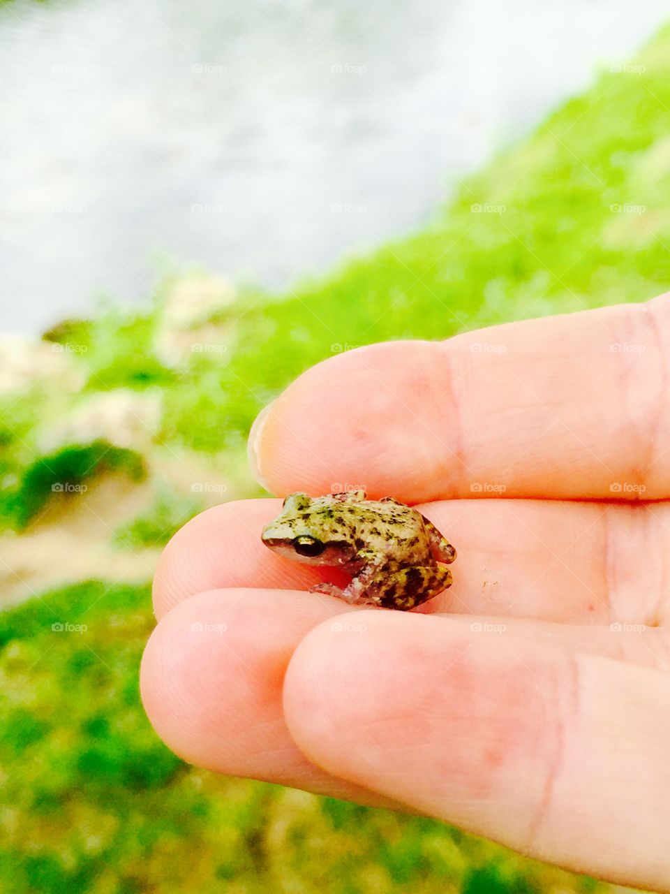 Little frog . Little frog back into the pond 