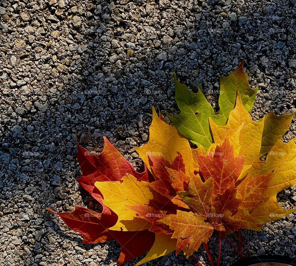 Autumn Leaves in Shadow