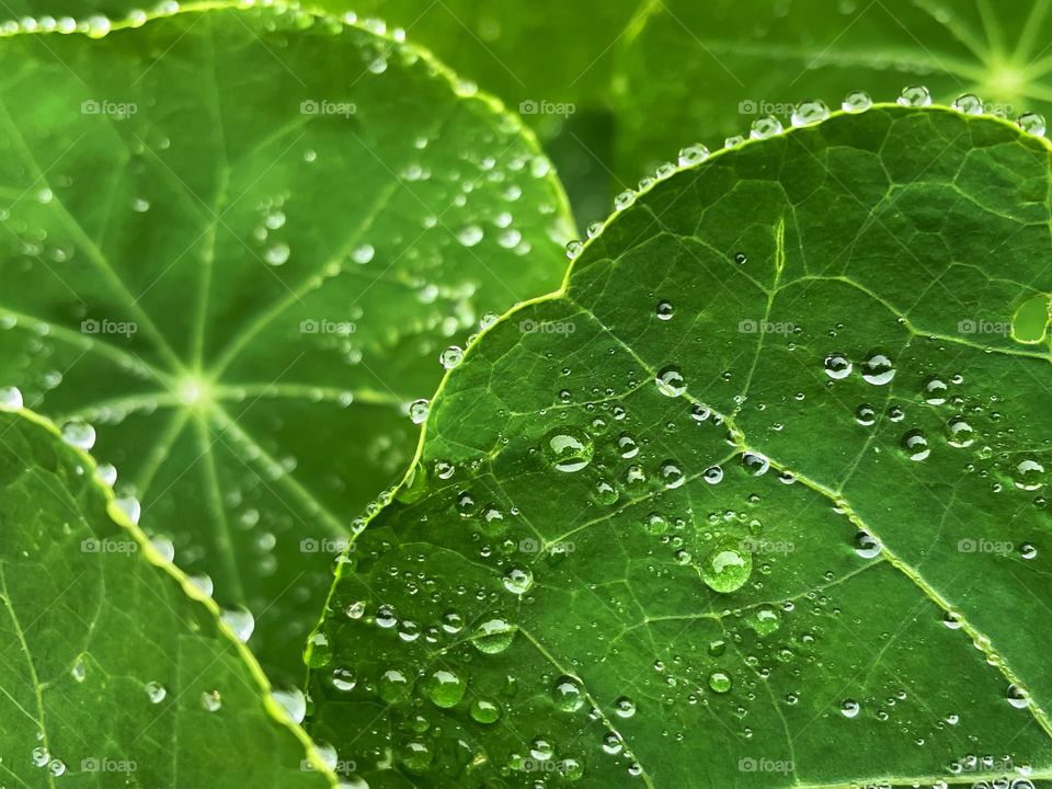 Water droplets bubbles splashes raindrops waterdrops plant green leaves leafs greenery botany phone photography rain shower rainy dew dewdrops wet outdoors nature storm 