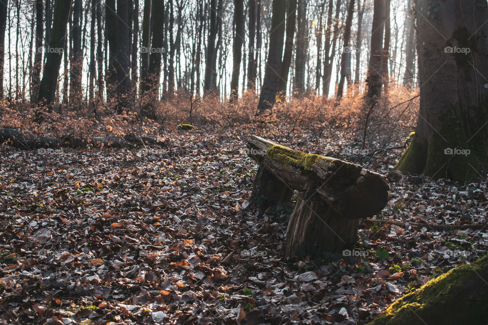 Autumn morning in the forest 