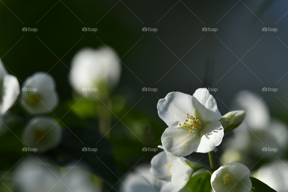 Colores Primaverales
Spring Colors