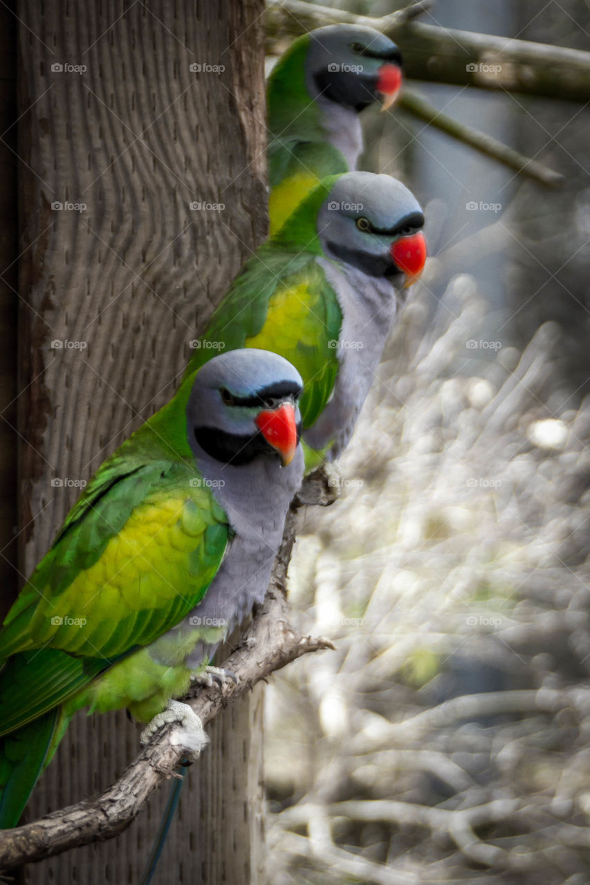 Parrots perching on branch