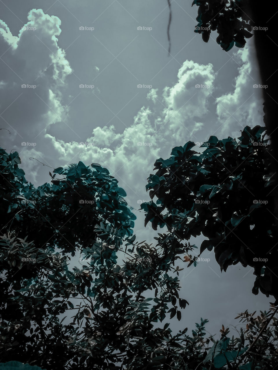 Nature image , Cloud abd leafs