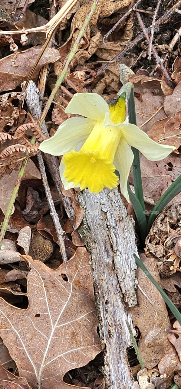 dafodil spring is coming
