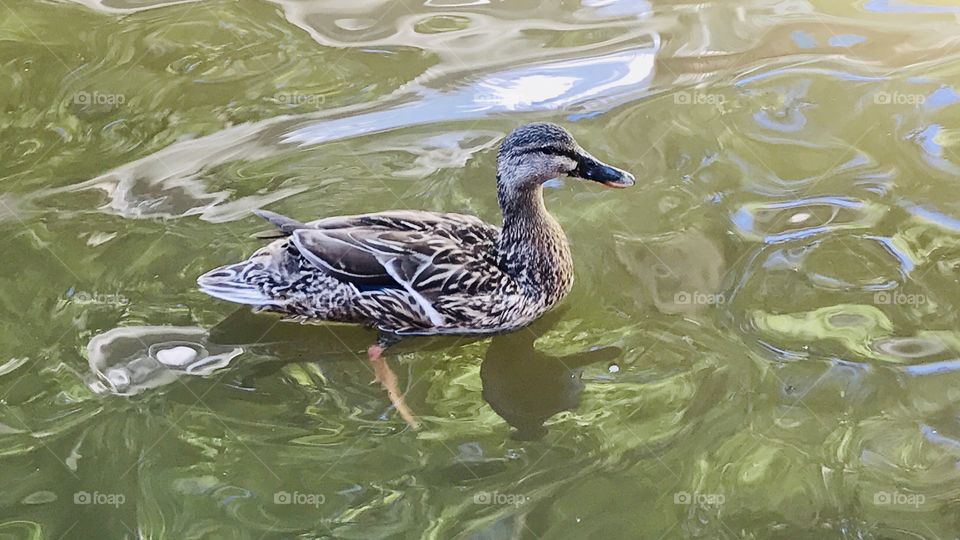 Gorgeous family of resident ducks out for a swim on the beautiful sunny day at the beach!