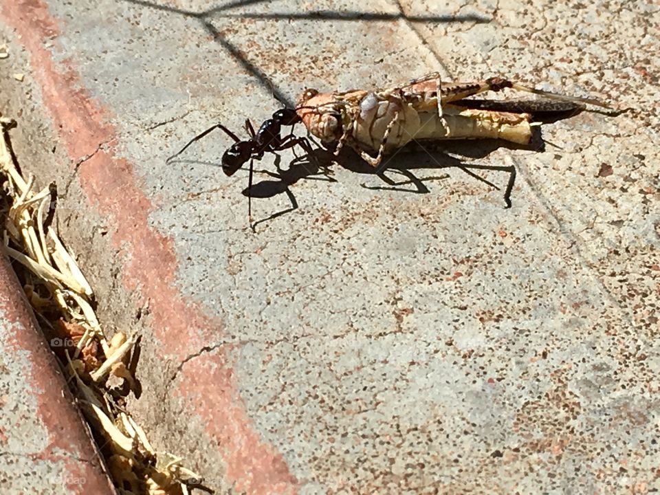 Worker ant hauling huge grasshopper super strength 