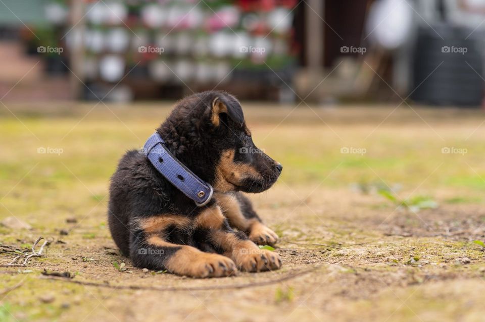 A small puppy keeping an eye on the surroundings