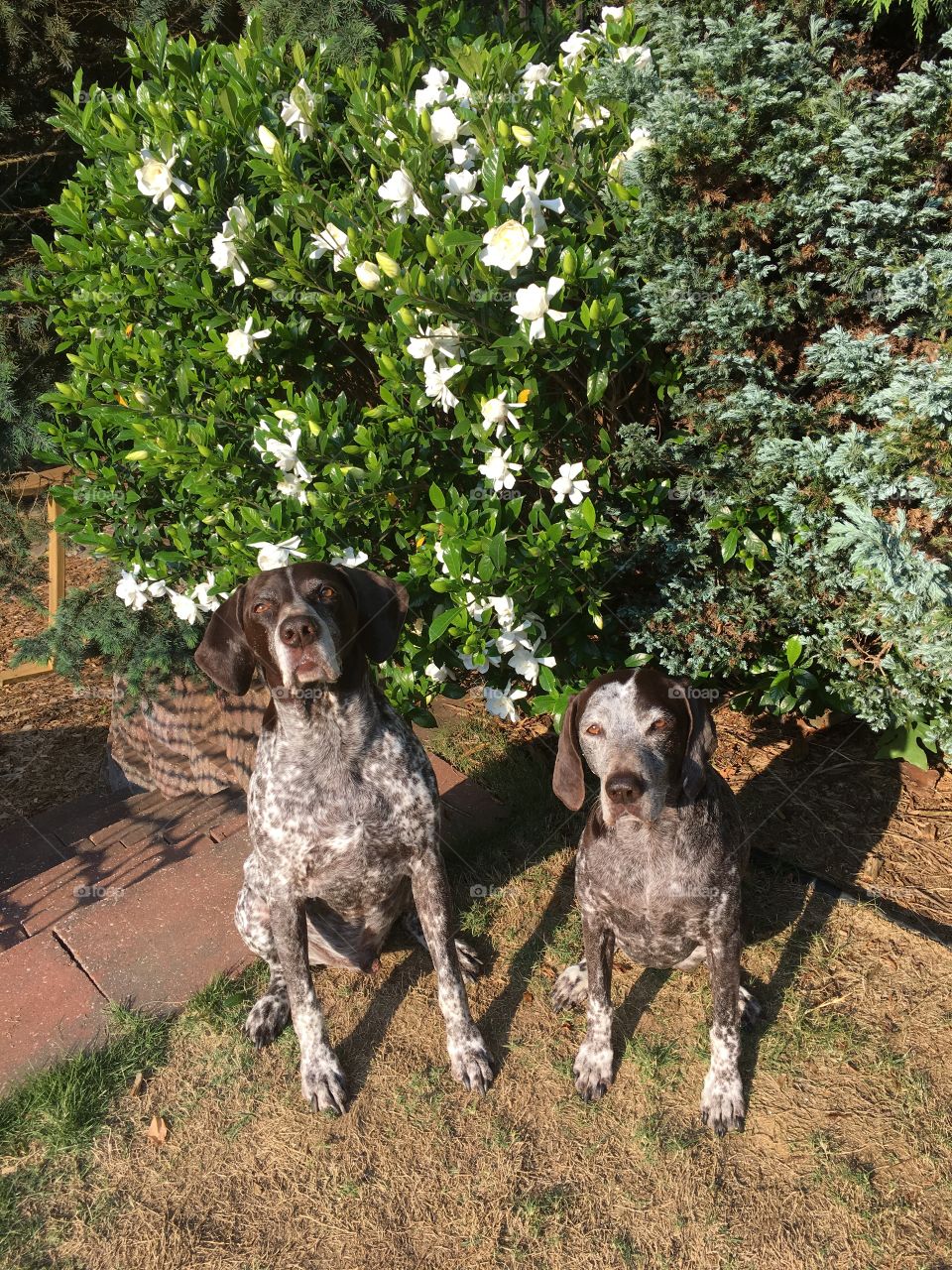 German shorthaired pointers 