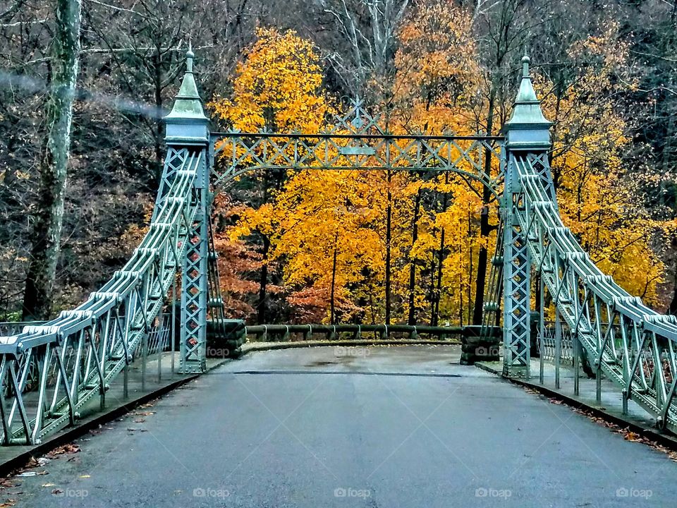 Facing Yellow Trees