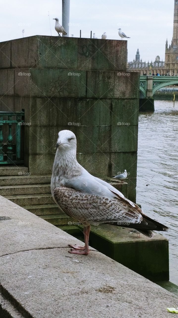 a beautiful seagull in London