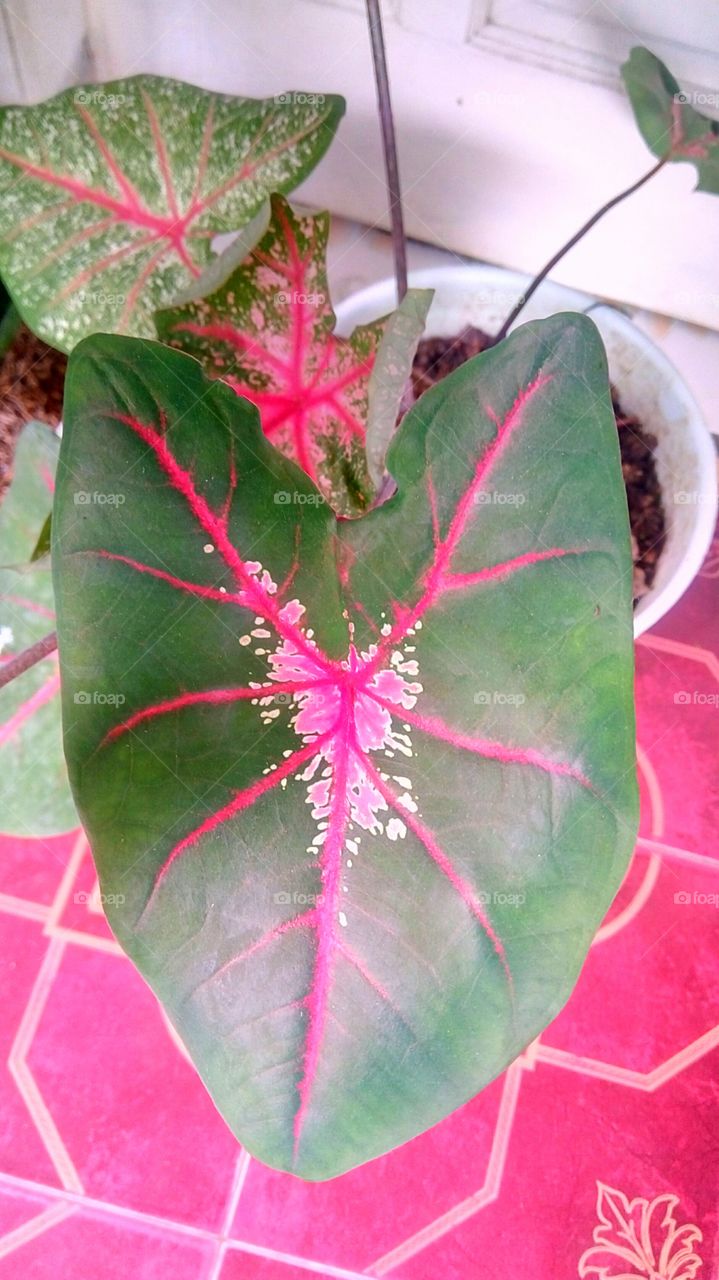 caladium gingerland