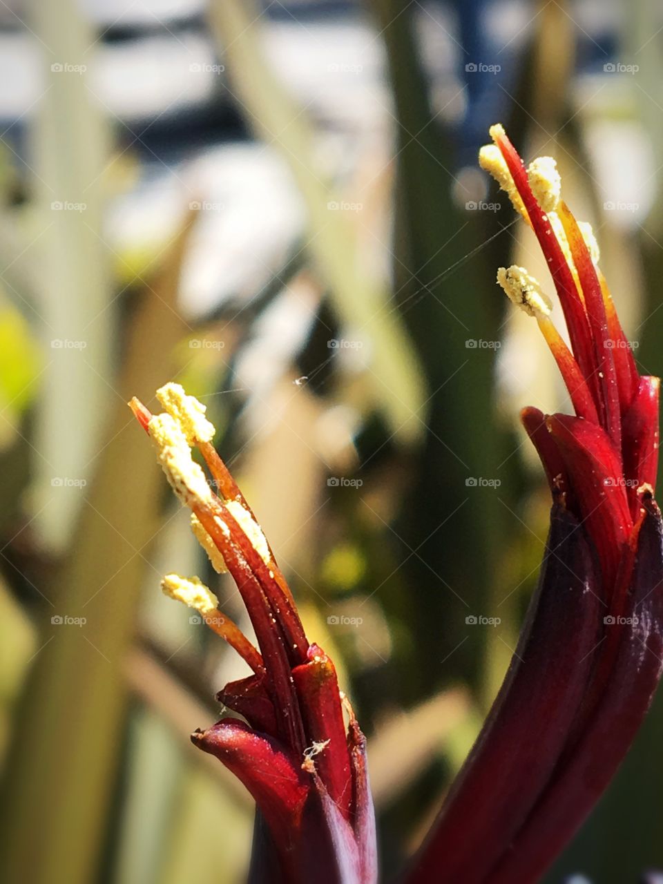 Flower, No Person, Nature, Flora, Garden