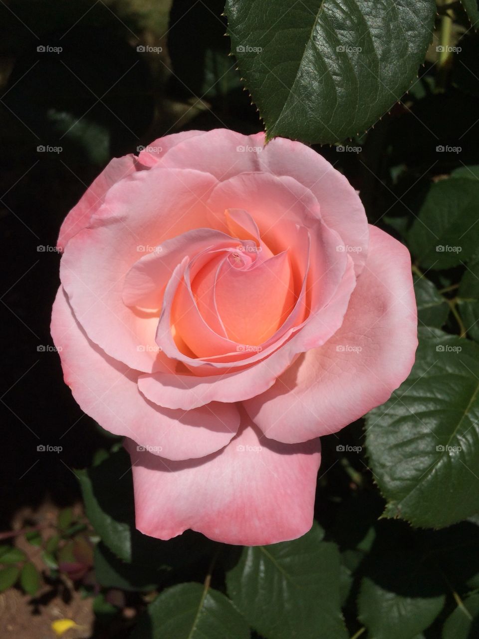 Pink rose 