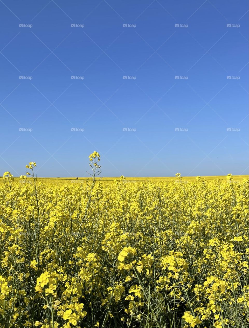 Skåne yellow fields in May