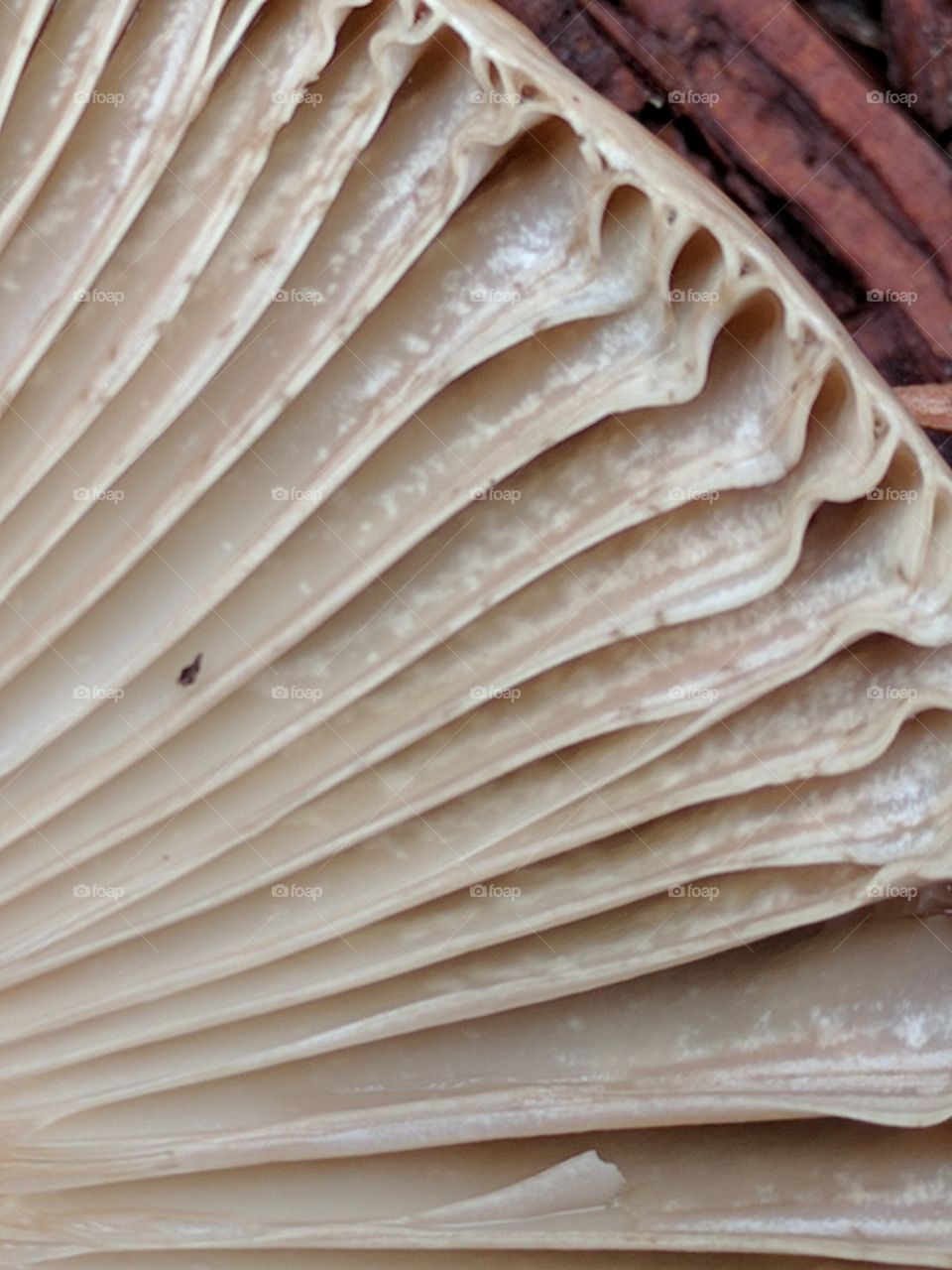 mushroom gills