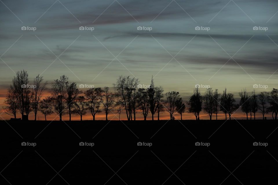 Evening landscape with trees on sunset background