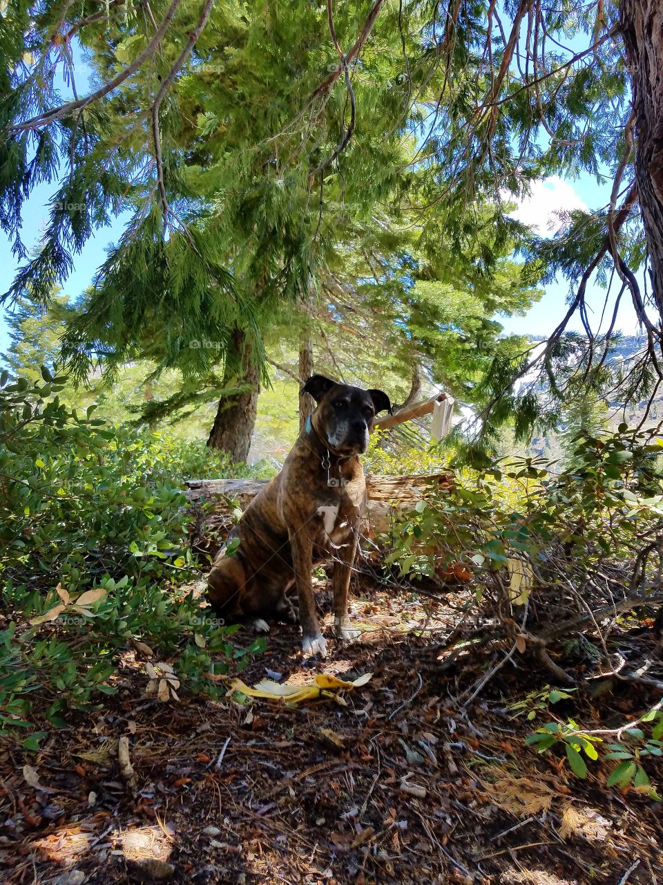 Thor in the Sierras