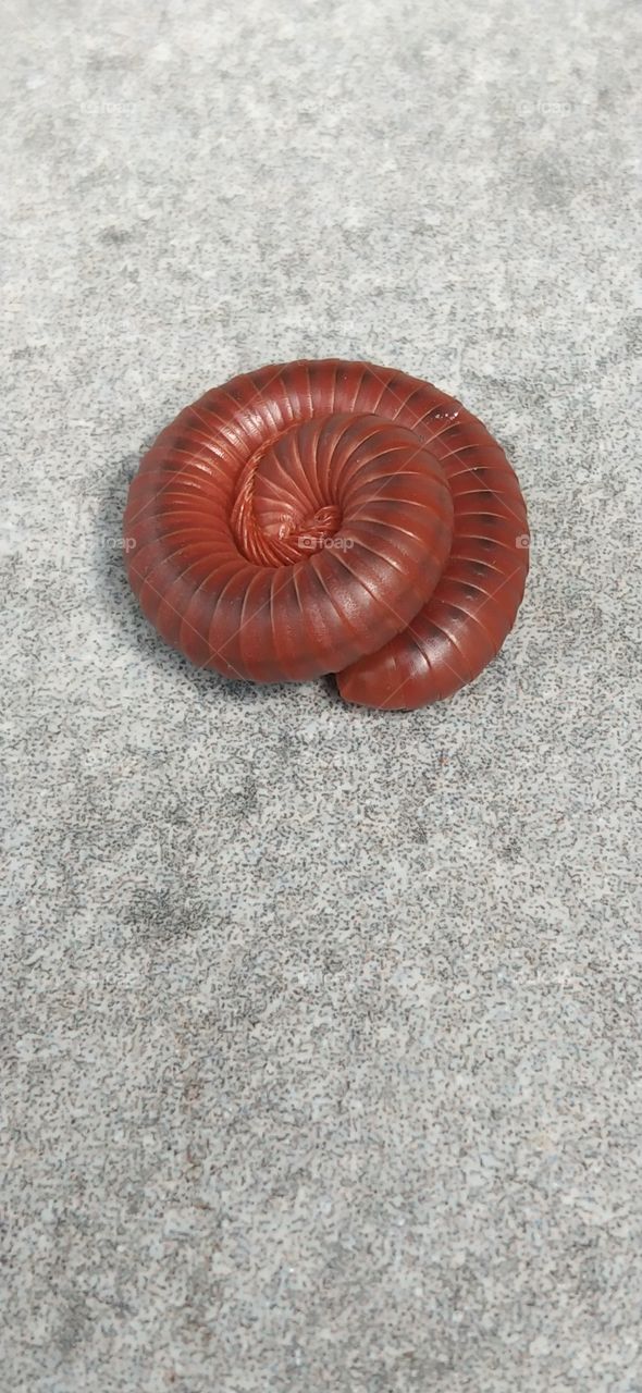 Mr. Millipede