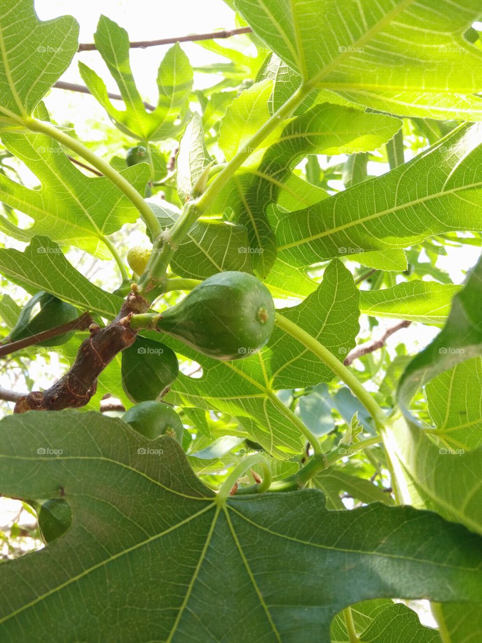 a green colored fig fruit ripening between the fig tree branches in a garden