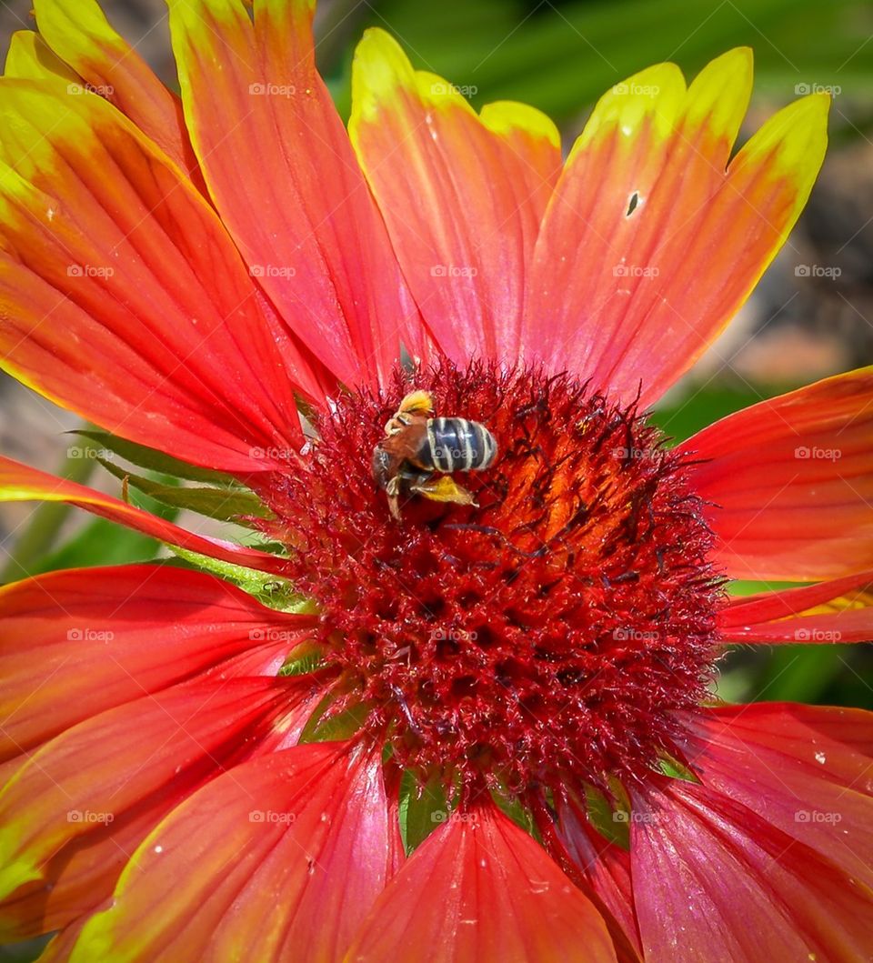 Bright color flower with a bee on it