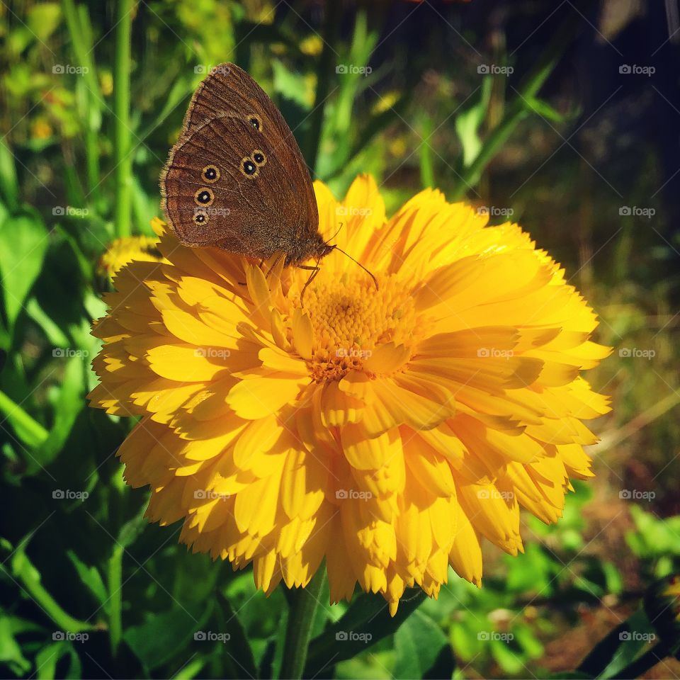  Aphantopus hyperantus drinking nectar on marigold flower🦋🌼