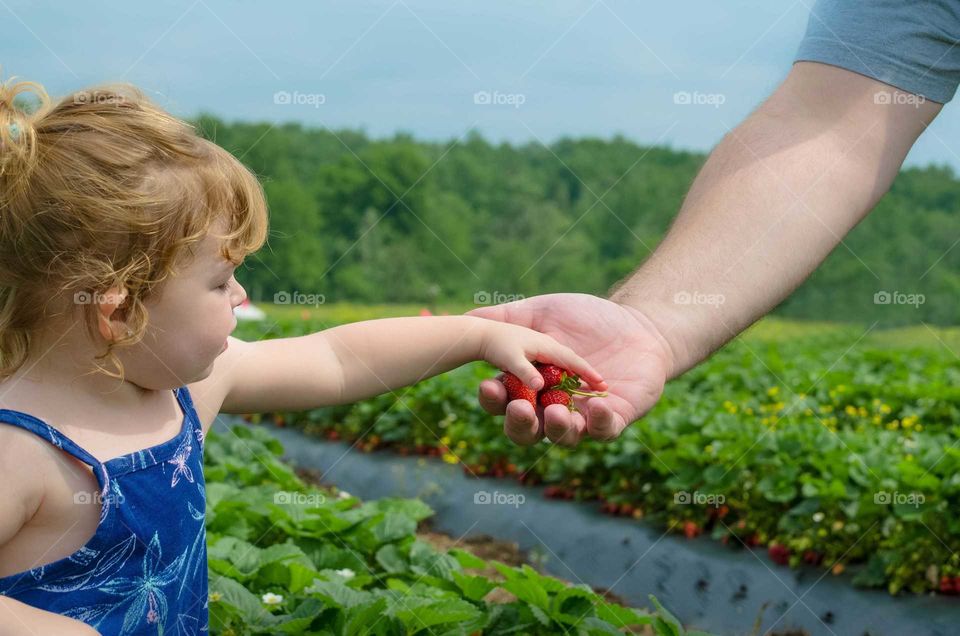 Girl giving fresh strawberries to a person