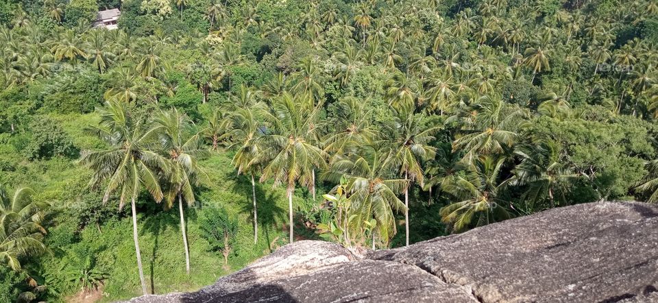 coconut trees