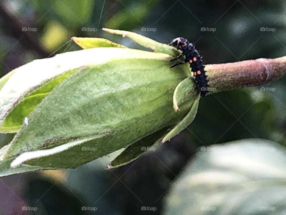 Beautiful insect on a leaf of a plant in spring 