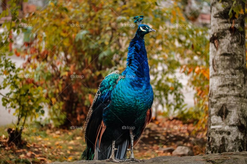 Animal portrait - Peacock