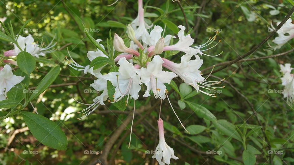 Flower, Nature, Flora, Leaf, Garden