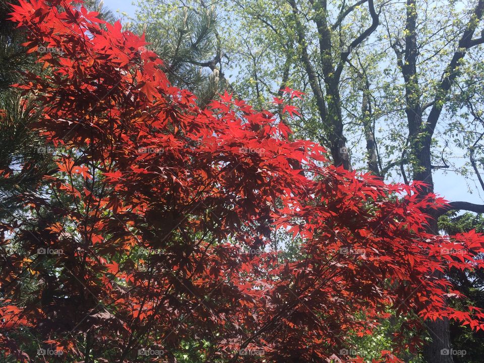 Leaf, Tree, Fall, No Person, Nature