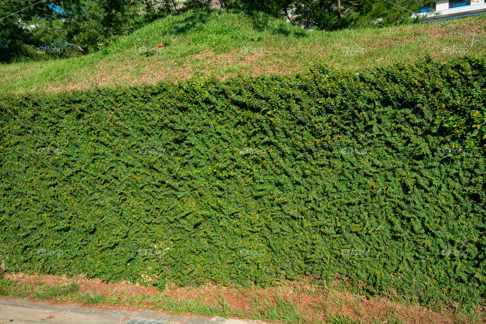 Ficus pumila, commonly known as the creeping fig or climbing fig, is a species of flowering plant in the mulberry family