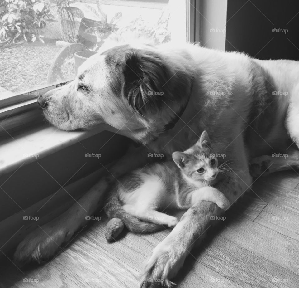 The old faithful dog just loves her new kitten friend . 
