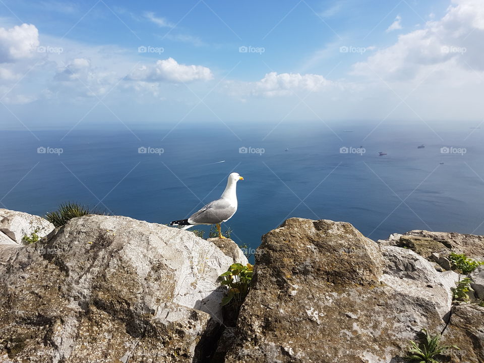 view from the rock in Gibraltar, seagull looking out to the blue ocean, sky, clouds, sunny spring summer day in Europe