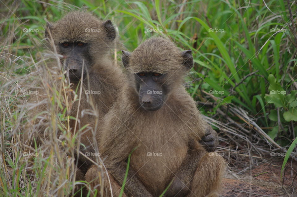 baboons South Africa