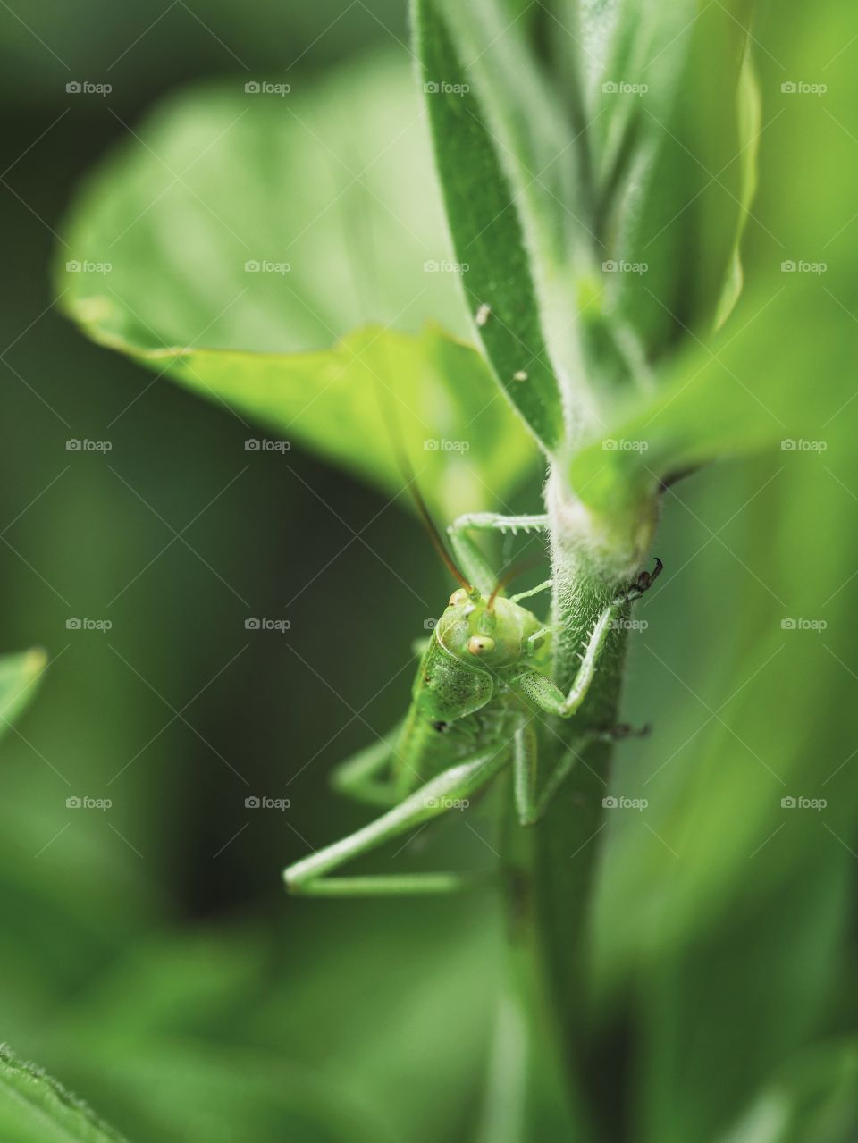 Close up of great green bush-cricket nymph