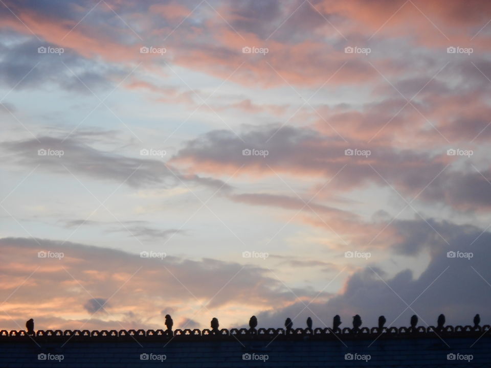 Birds on a roof on sunset