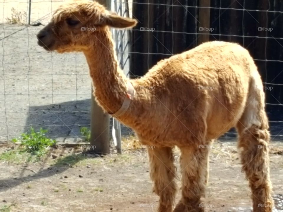 A baby alpacas