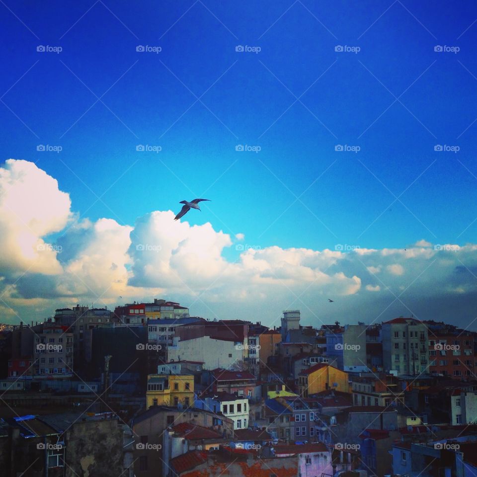 Bird flying above Istanbul 