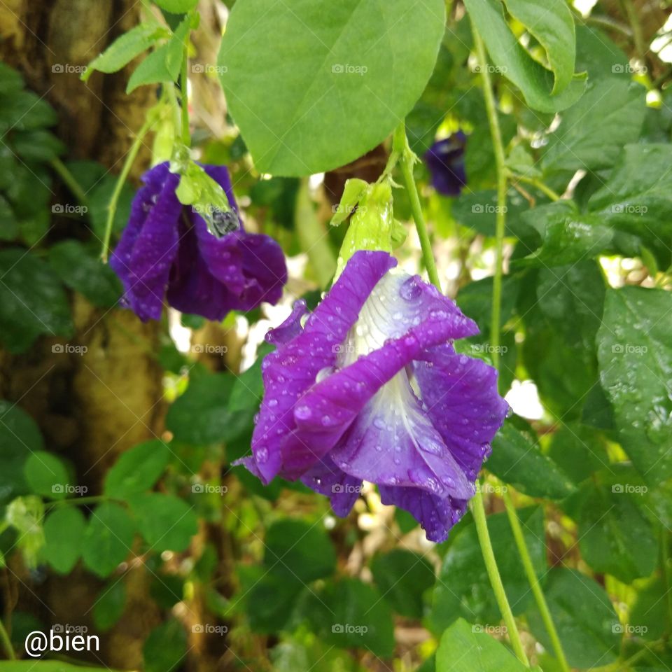 Purple fresh and wet blooming  flowers..pride of philippines flower..
