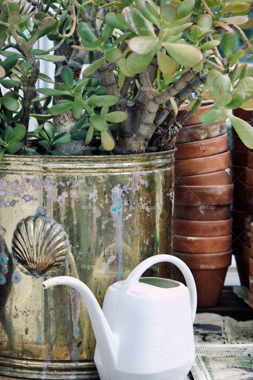 Houseplant in the greenhouse 