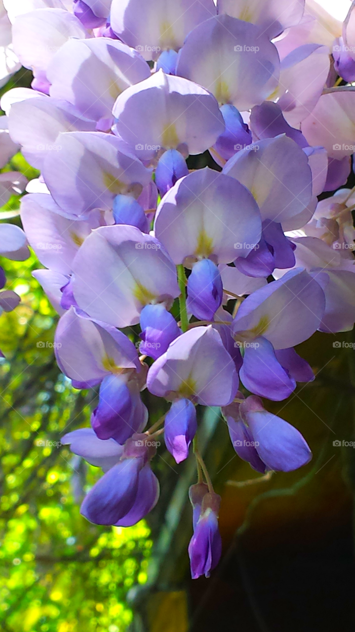 Wisteria