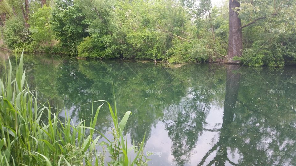 teich. Grün und viel Wassrr