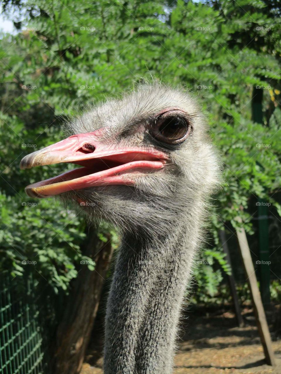 Ostrich